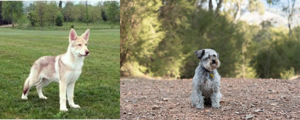 Schnoodle vs Saarlooswolfhond - Breed Comparison