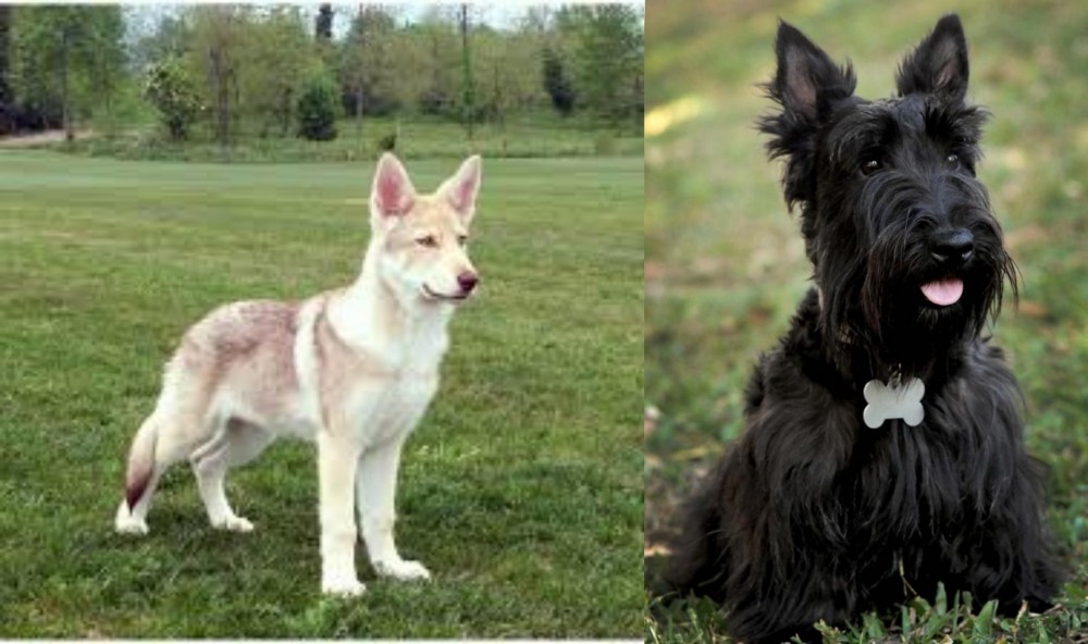 Scoland Terrier vs Saarlooswolfhond - Breed Comparison