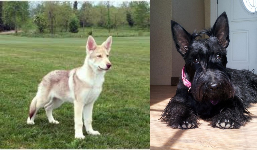 Scottish Terrier vs Saarlooswolfhond - Breed Comparison