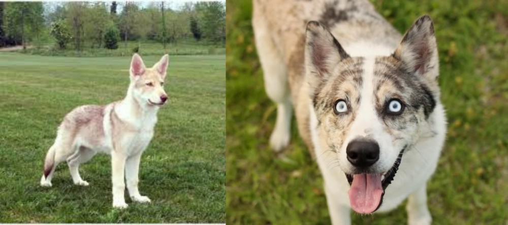 Shepherd Husky vs Saarlooswolfhond - Breed Comparison