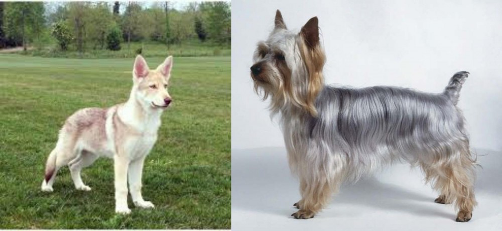 Silky Terrier vs Saarlooswolfhond - Breed Comparison