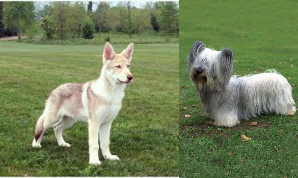 Skye Terrier vs Saarlooswolfhond - Breed Comparison