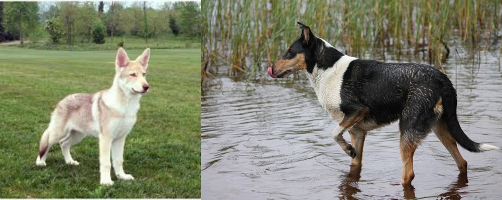 Smooth Collie vs Saarlooswolfhond - Breed Comparison