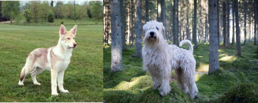 Soft-Coated Wheaten Terrier vs Saarlooswolfhond - Breed Comparison