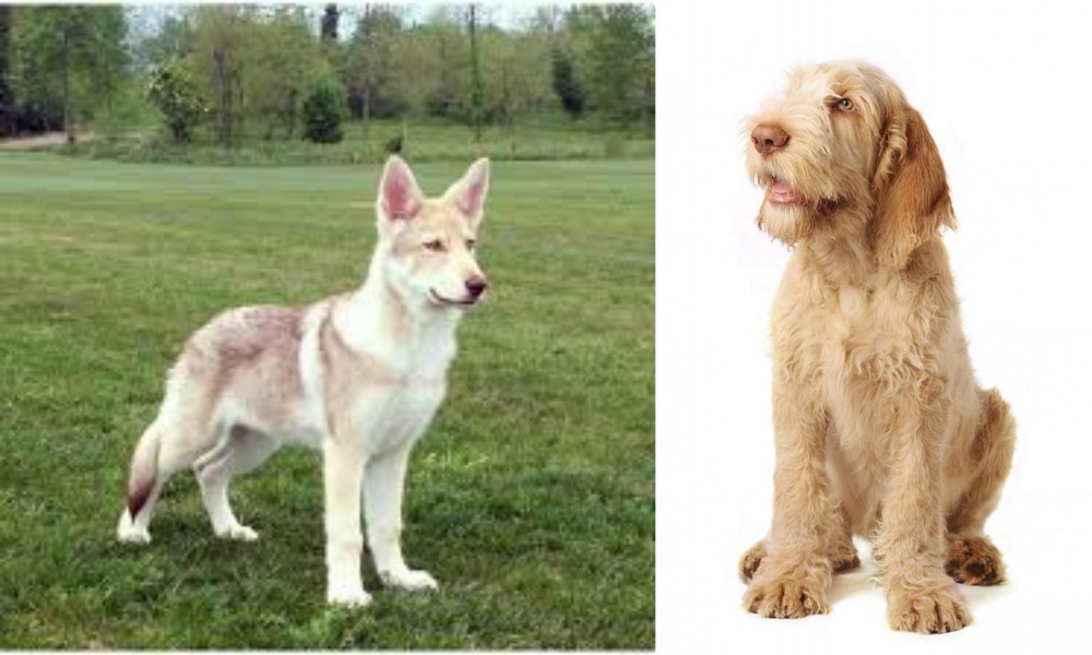 Spinone Italiano vs Saarlooswolfhond - Breed Comparison