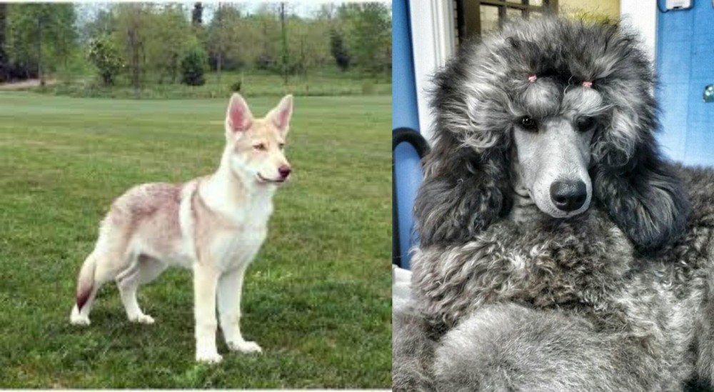 Standard Poodle vs Saarlooswolfhond - Breed Comparison