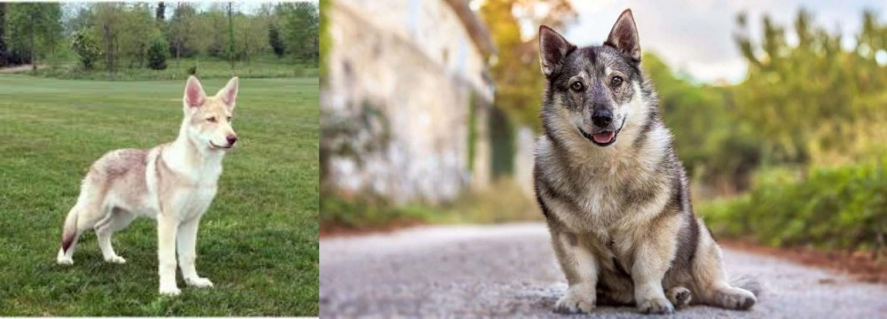 Swedish Vallhund vs Saarlooswolfhond - Breed Comparison