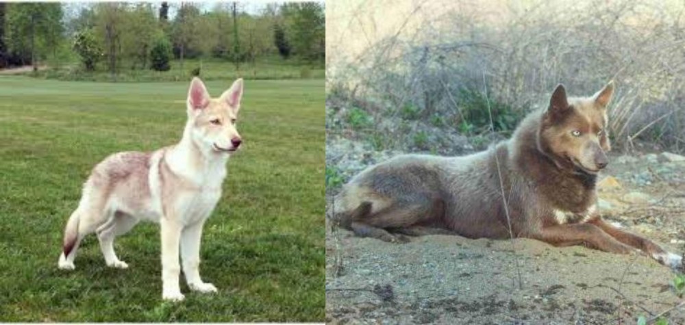Tahltan Bear Dog vs Saarlooswolfhond - Breed Comparison