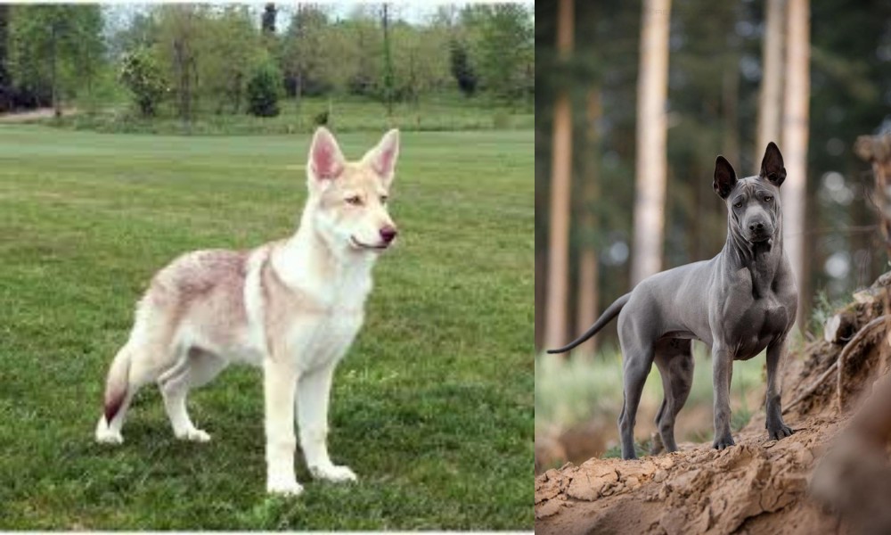 Thai Ridgeback vs Saarlooswolfhond - Breed Comparison