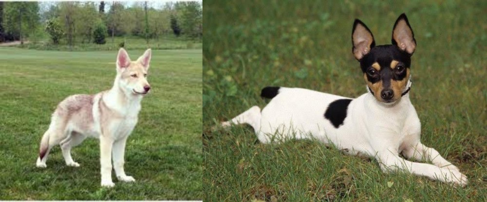 Toy Fox Terrier vs Saarlooswolfhond - Breed Comparison