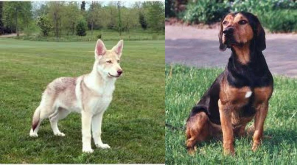 Tyrolean Hound vs Saarlooswolfhond - Breed Comparison