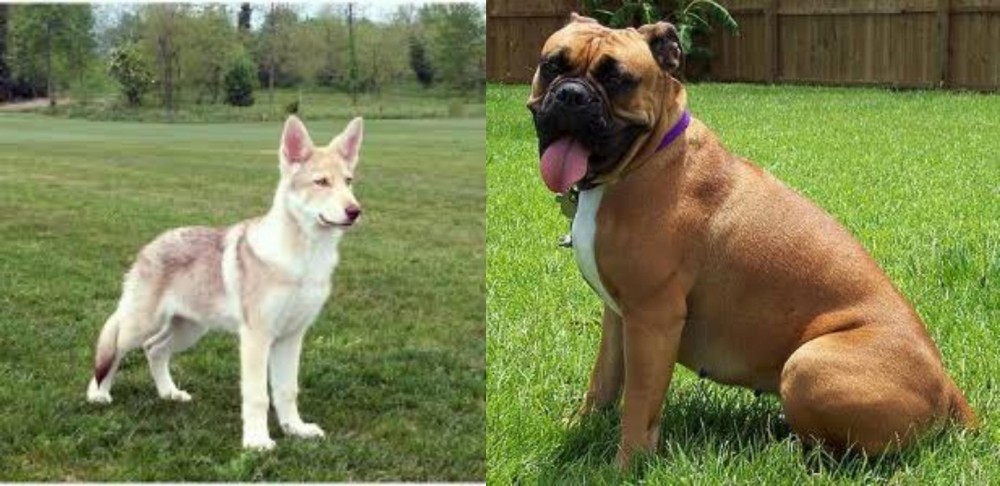 Valley Bulldog vs Saarlooswolfhond - Breed Comparison