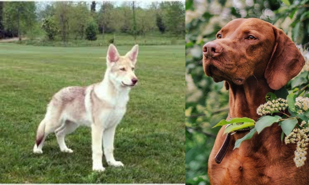 Vizsla vs Saarlooswolfhond - Breed Comparison