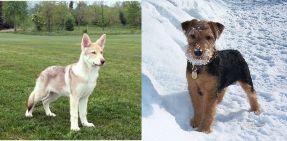 Welsh Terrier vs Saarlooswolfhond - Breed Comparison