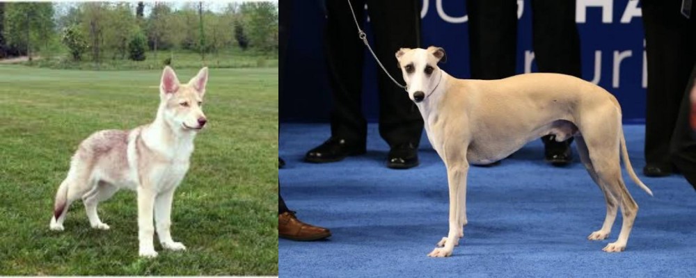Whippet vs Saarlooswolfhond - Breed Comparison