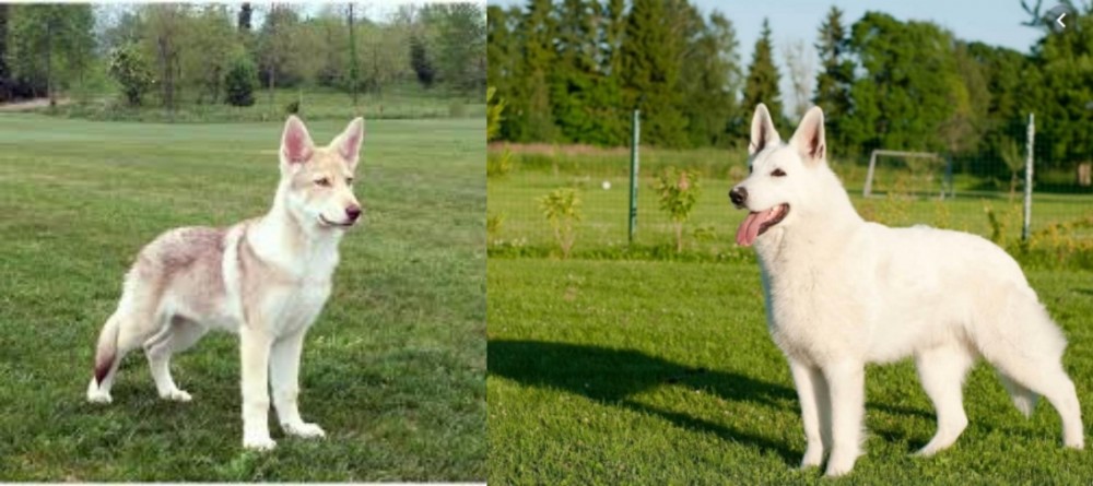 White Shepherd vs Saarlooswolfhond - Breed Comparison