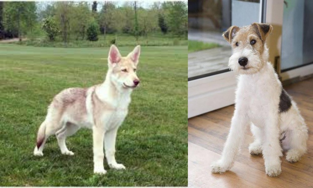 Wire Fox Terrier vs Saarlooswolfhond - Breed Comparison