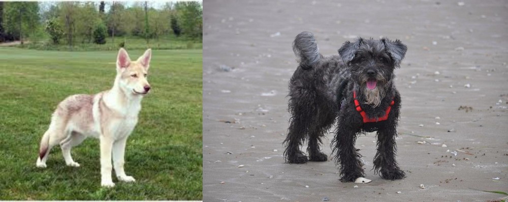 YorkiePoo vs Saarlooswolfhond - Breed Comparison