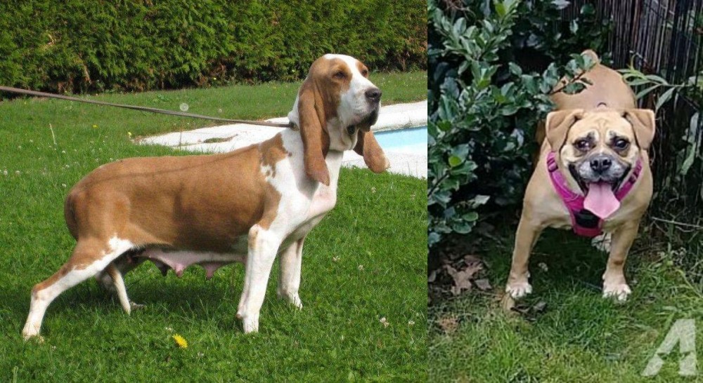 Beabull vs Sabueso Espanol - Breed Comparison