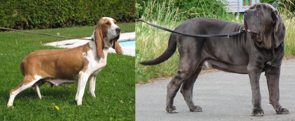 Neapolitan Mastiff vs Sabueso Espanol - Breed Comparison