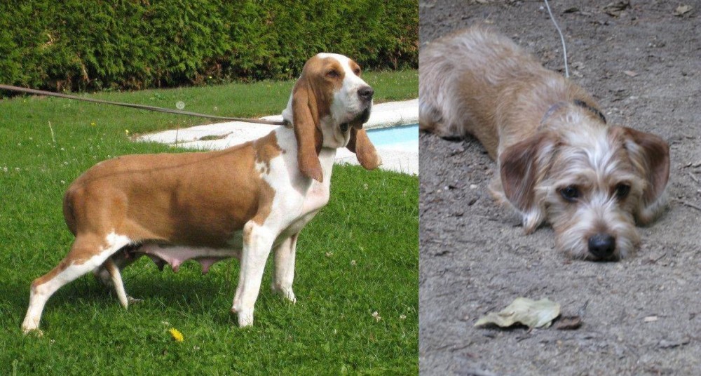 Schweenie vs Sabueso Espanol - Breed Comparison