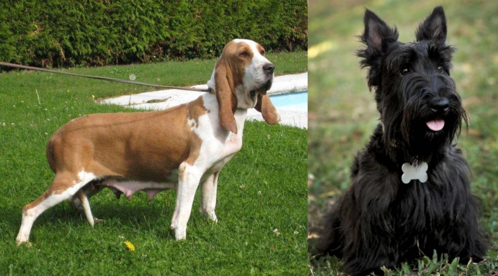 Scoland Terrier vs Sabueso Espanol - Breed Comparison