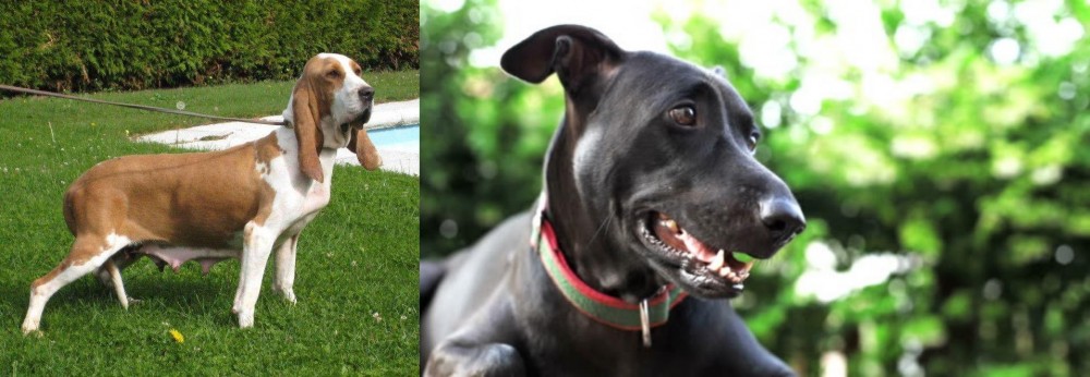 Shepard Labrador vs Sabueso Espanol - Breed Comparison