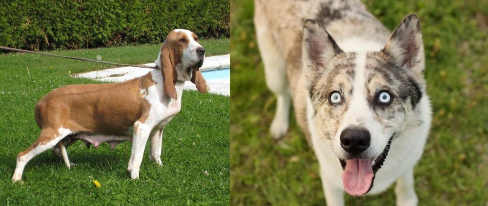 Shepherd Husky vs Sabueso Espanol - Breed Comparison