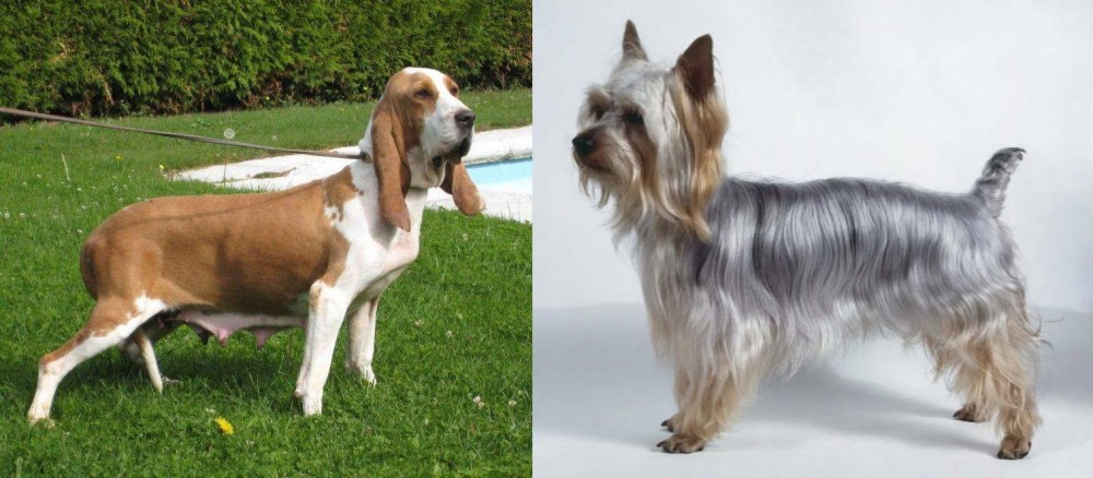 Silky Terrier vs Sabueso Espanol - Breed Comparison