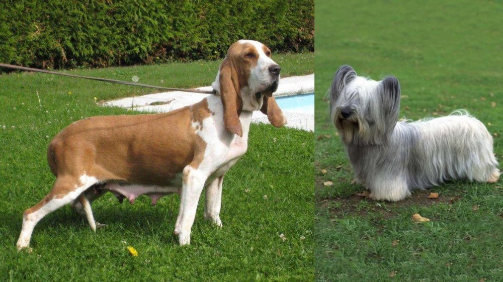 Skye Terrier vs Sabueso Espanol - Breed Comparison