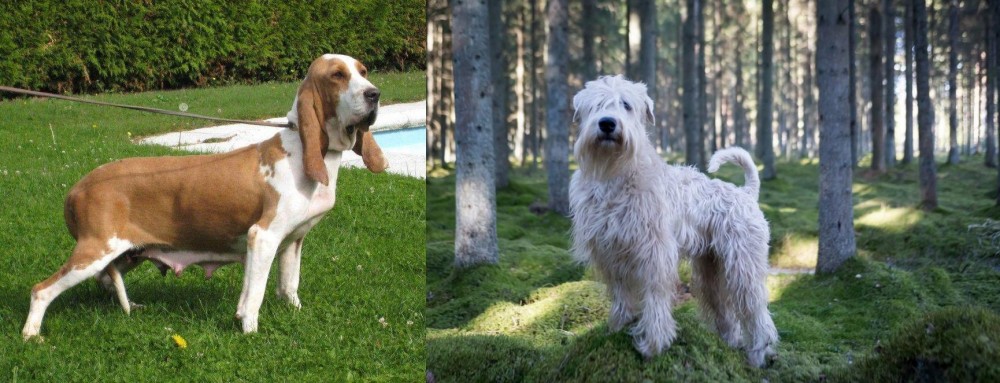 Soft-Coated Wheaten Terrier vs Sabueso Espanol - Breed Comparison