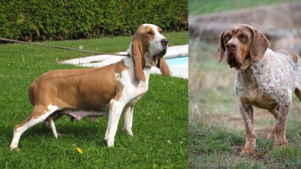 Spanish Pointer vs Sabueso Espanol - Breed Comparison