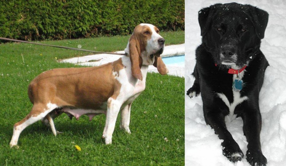 St. John's Water Dog vs Sabueso Espanol - Breed Comparison