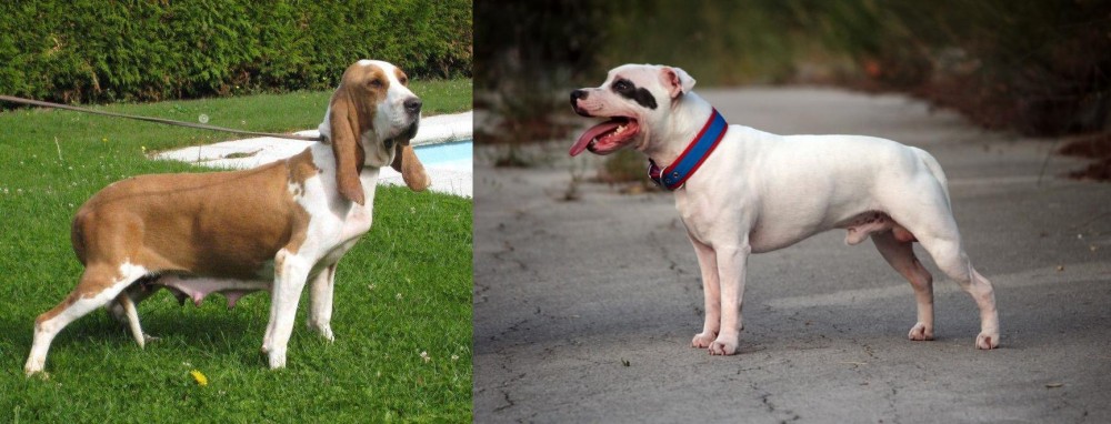 Staffordshire Bull Terrier vs Sabueso Espanol - Breed Comparison