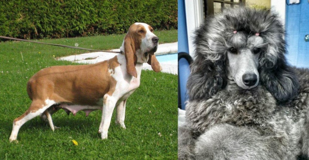 Standard Poodle vs Sabueso Espanol - Breed Comparison