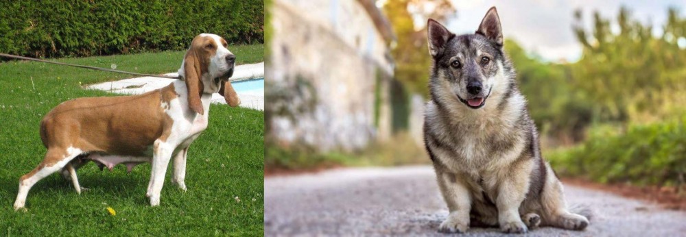 Swedish Vallhund vs Sabueso Espanol - Breed Comparison