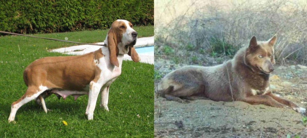 Tahltan Bear Dog vs Sabueso Espanol - Breed Comparison