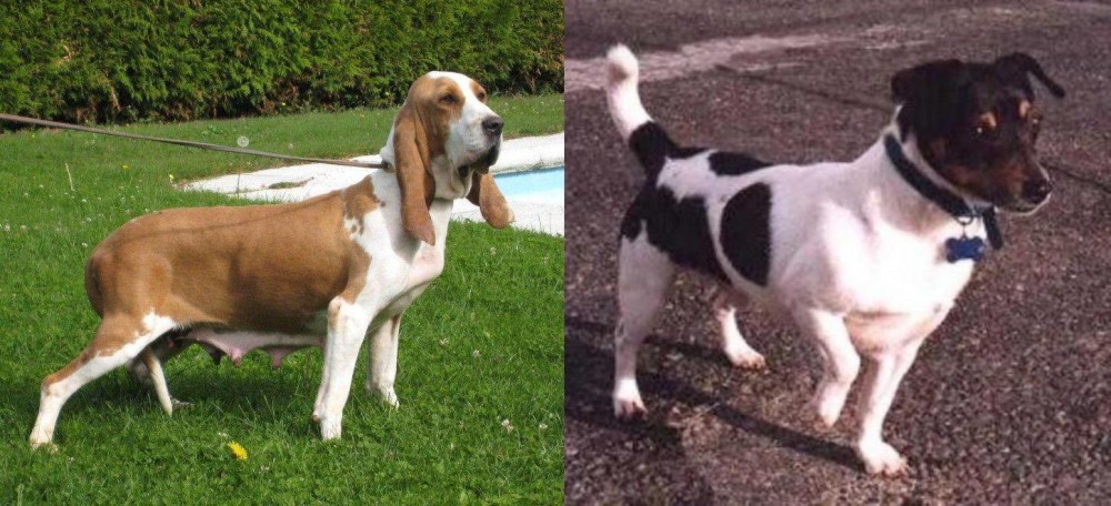 Teddy Roosevelt Terrier vs Sabueso Espanol - Breed Comparison