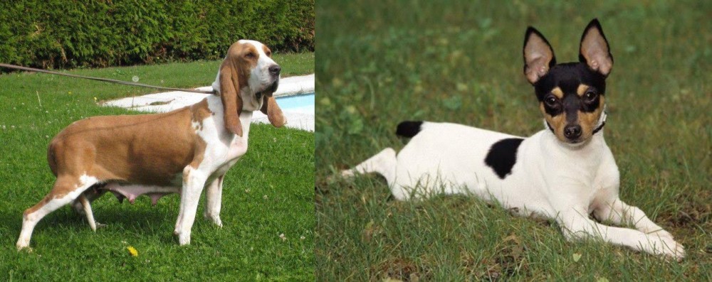 Toy Fox Terrier vs Sabueso Espanol - Breed Comparison