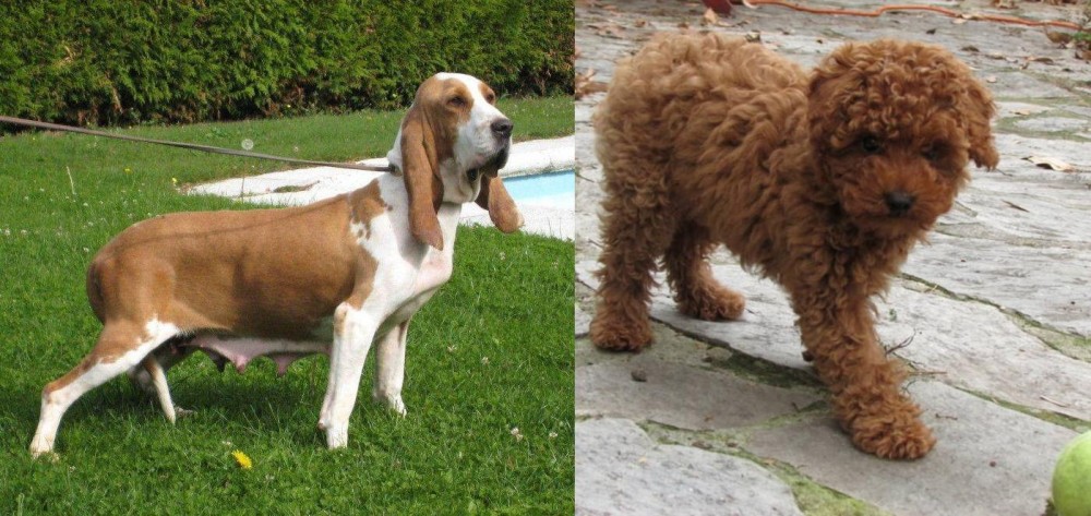 Toy Poodle vs Sabueso Espanol - Breed Comparison