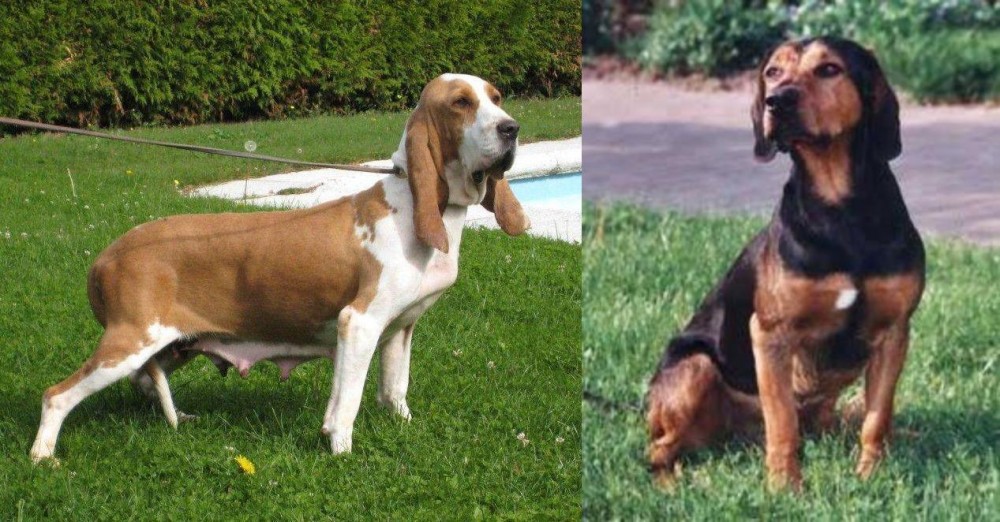 Tyrolean Hound vs Sabueso Espanol - Breed Comparison