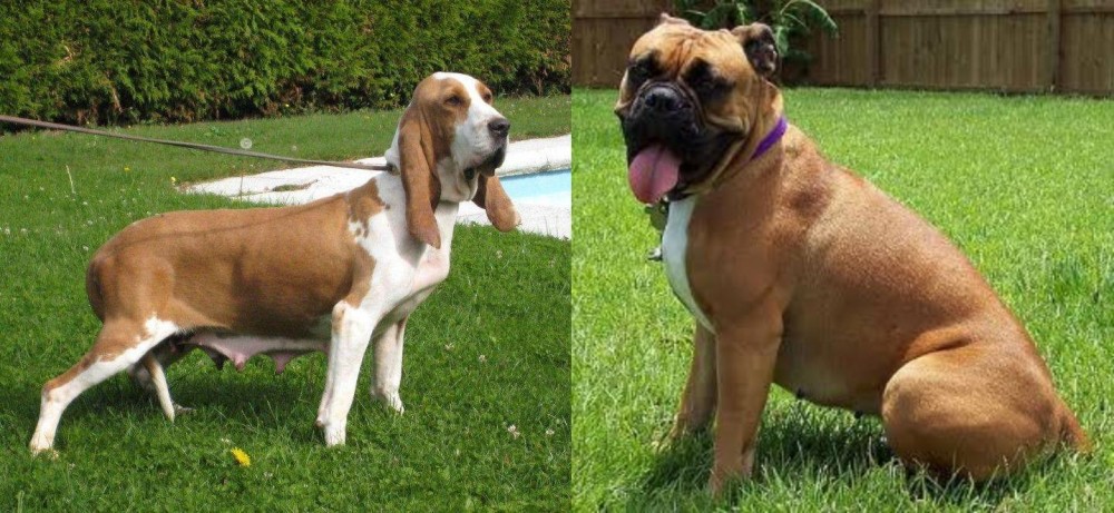 Valley Bulldog vs Sabueso Espanol - Breed Comparison