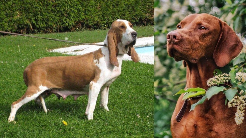 Vizsla vs Sabueso Espanol - Breed Comparison