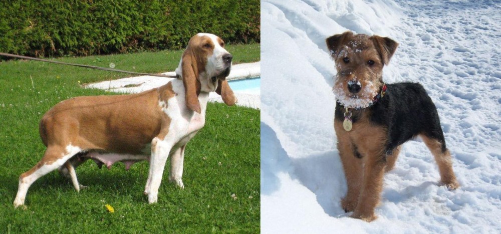Welsh Terrier vs Sabueso Espanol - Breed Comparison