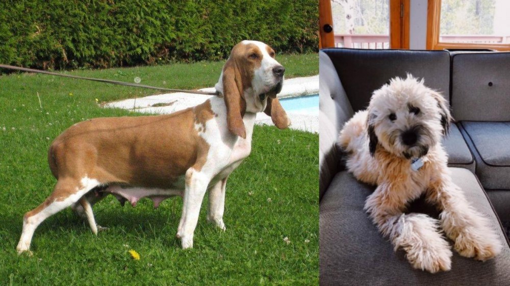 Whoodles vs Sabueso Espanol - Breed Comparison