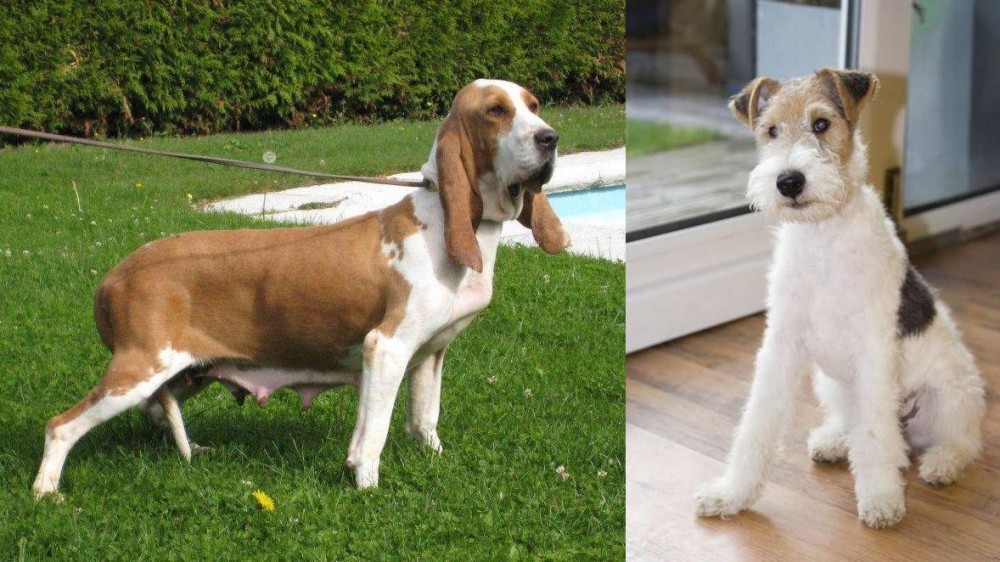 Wire Fox Terrier vs Sabueso Espanol - Breed Comparison