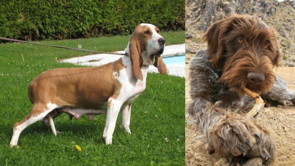 Wirehaired Pointing Griffon vs Sabueso Espanol - Breed Comparison