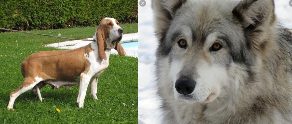 Wolfdog vs Sabueso Espanol - Breed Comparison