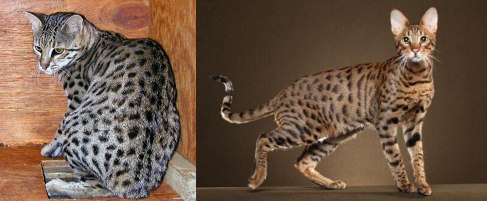 Savannah vs Safari - Breed Comparison