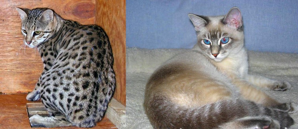 Tiger Cat vs Safari - Breed Comparison